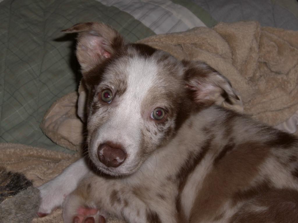 New puppy- 9 week old border collie puppy